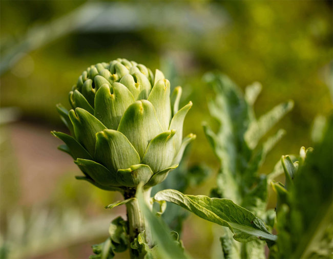 huis-oudegein-tuin-groen